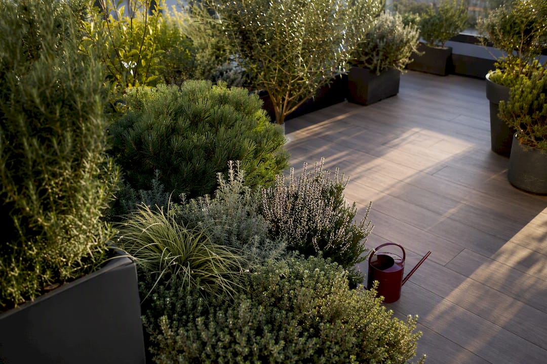 Composizione armoniosa di piante sul terrazzo