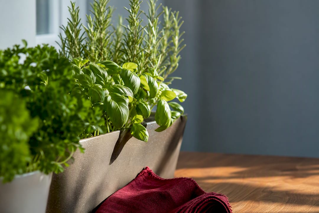 Erbe aromatiche in vaso sul davanzale