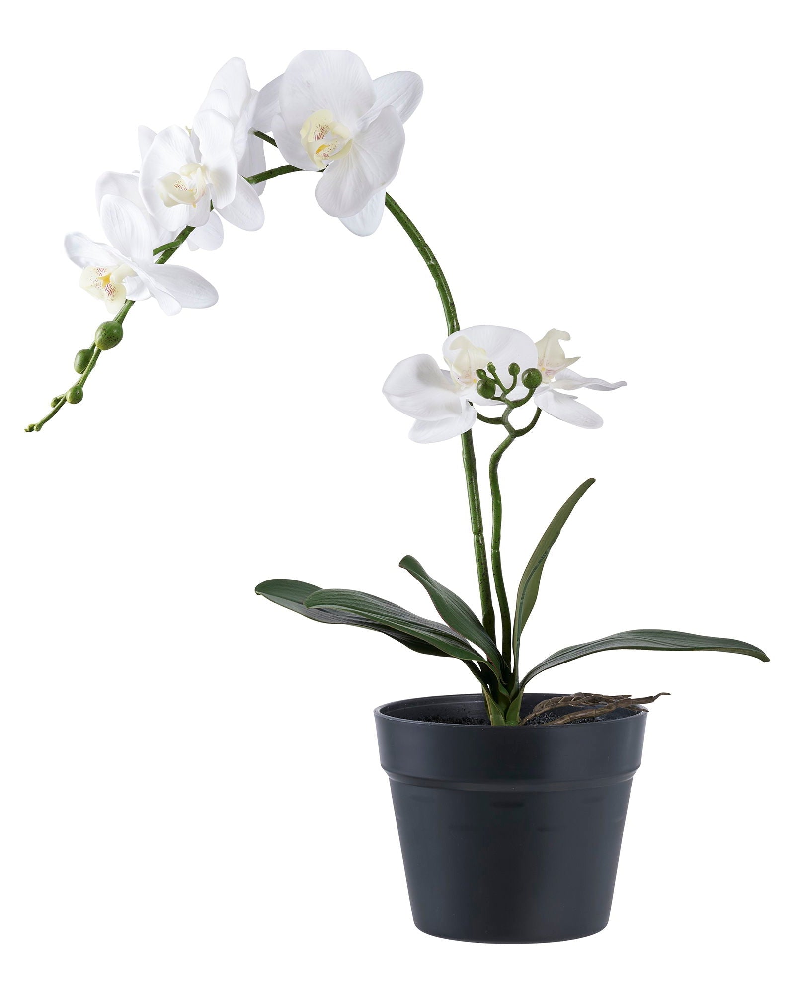 Dea - Orchidea artificiale, 49 cm