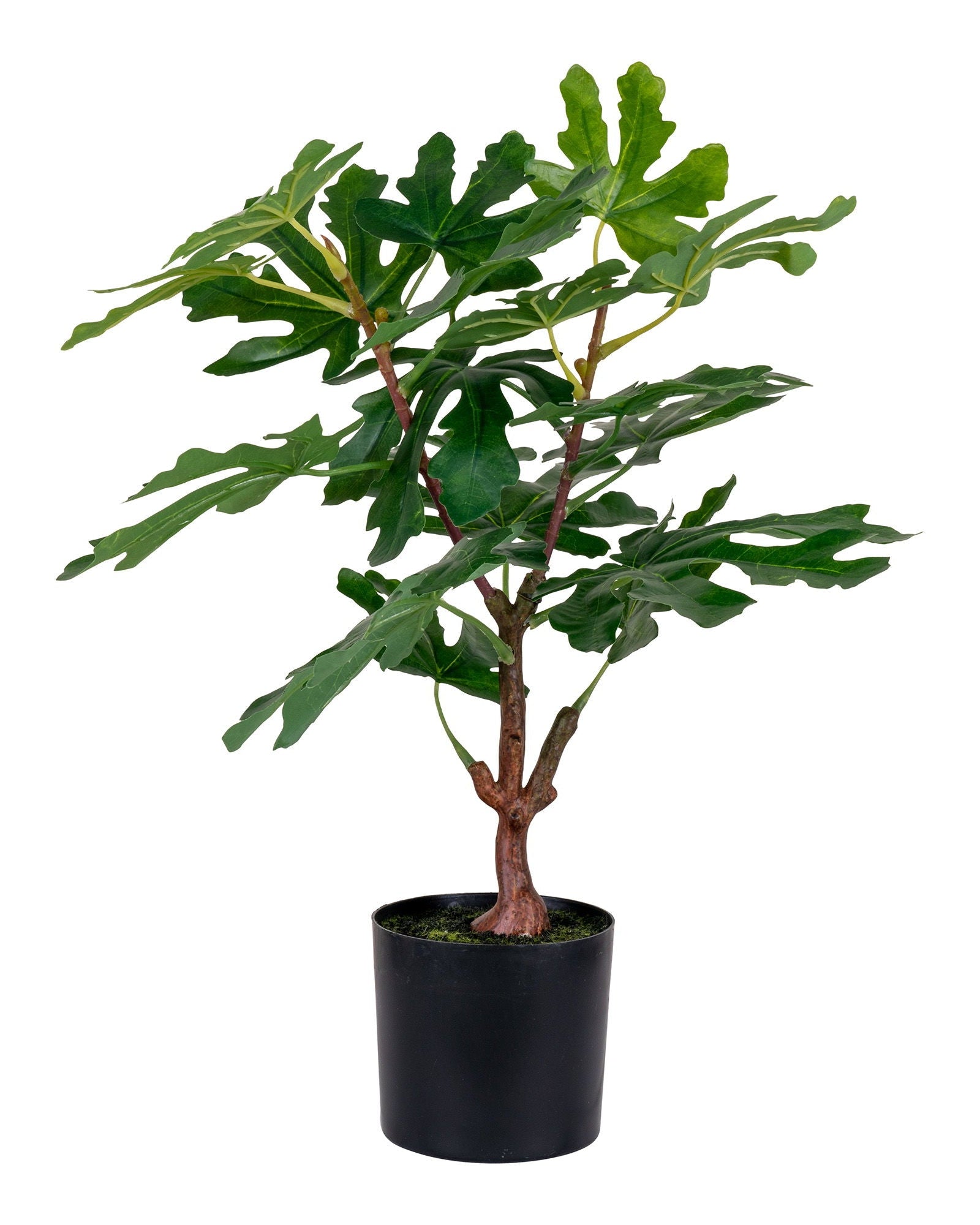 Fico - pianta artificiale, 60 cm