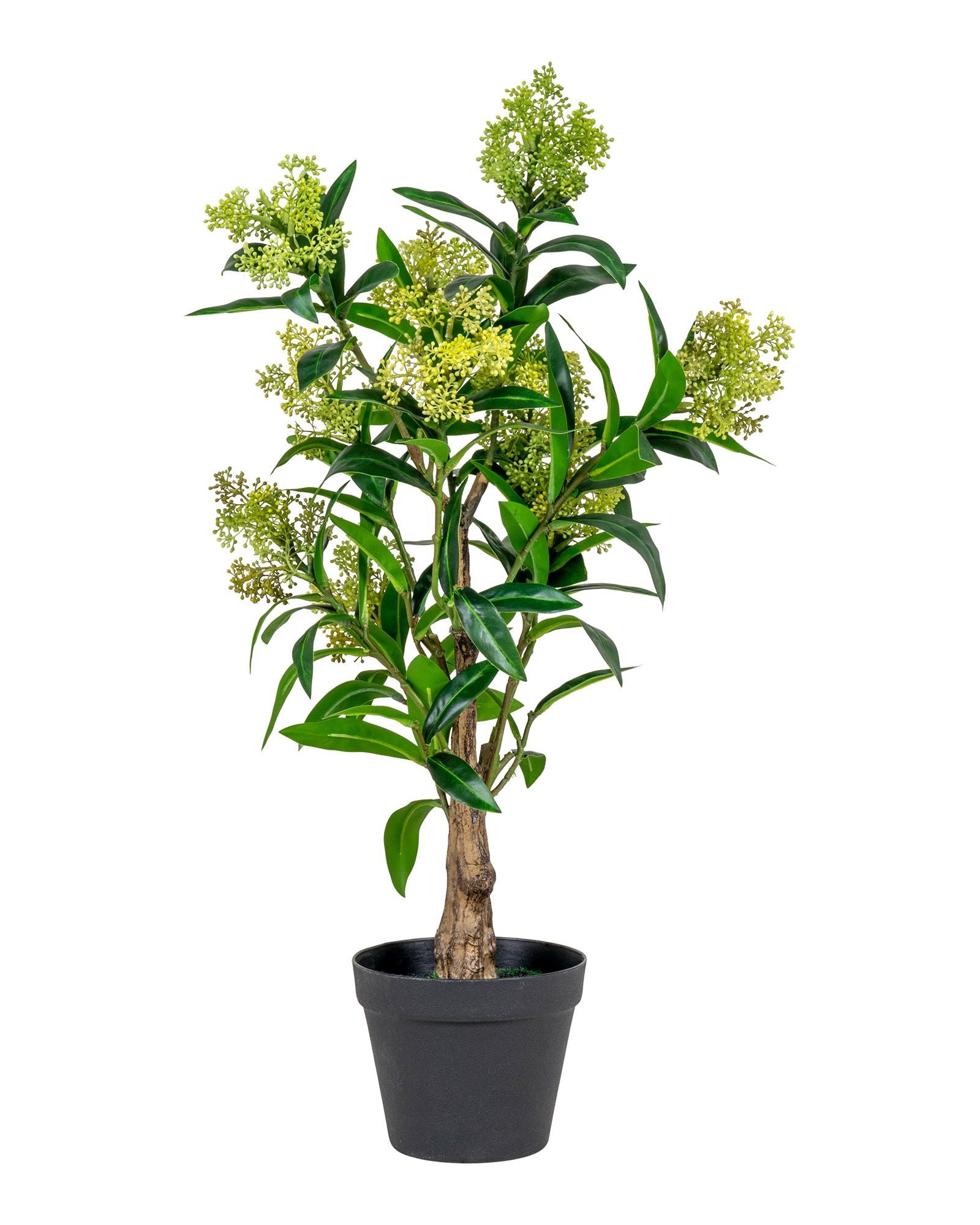 Skim - Albero di Skimmia, 75 cm