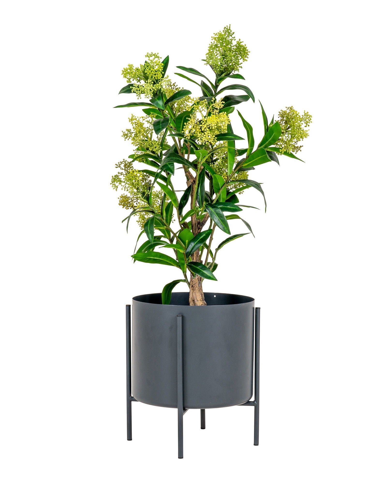 Skim - Albero di Skimmia, 75 cm