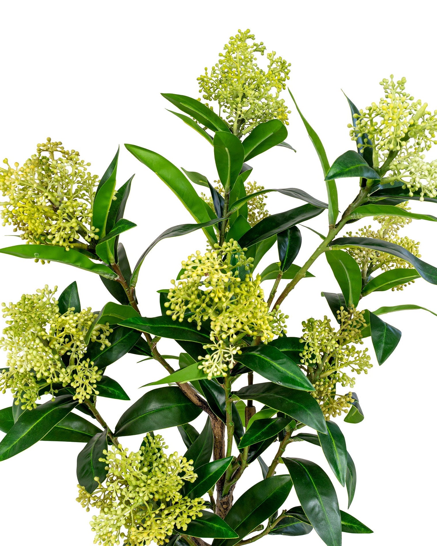 Skim - Albero di Skimmia, 75 cm