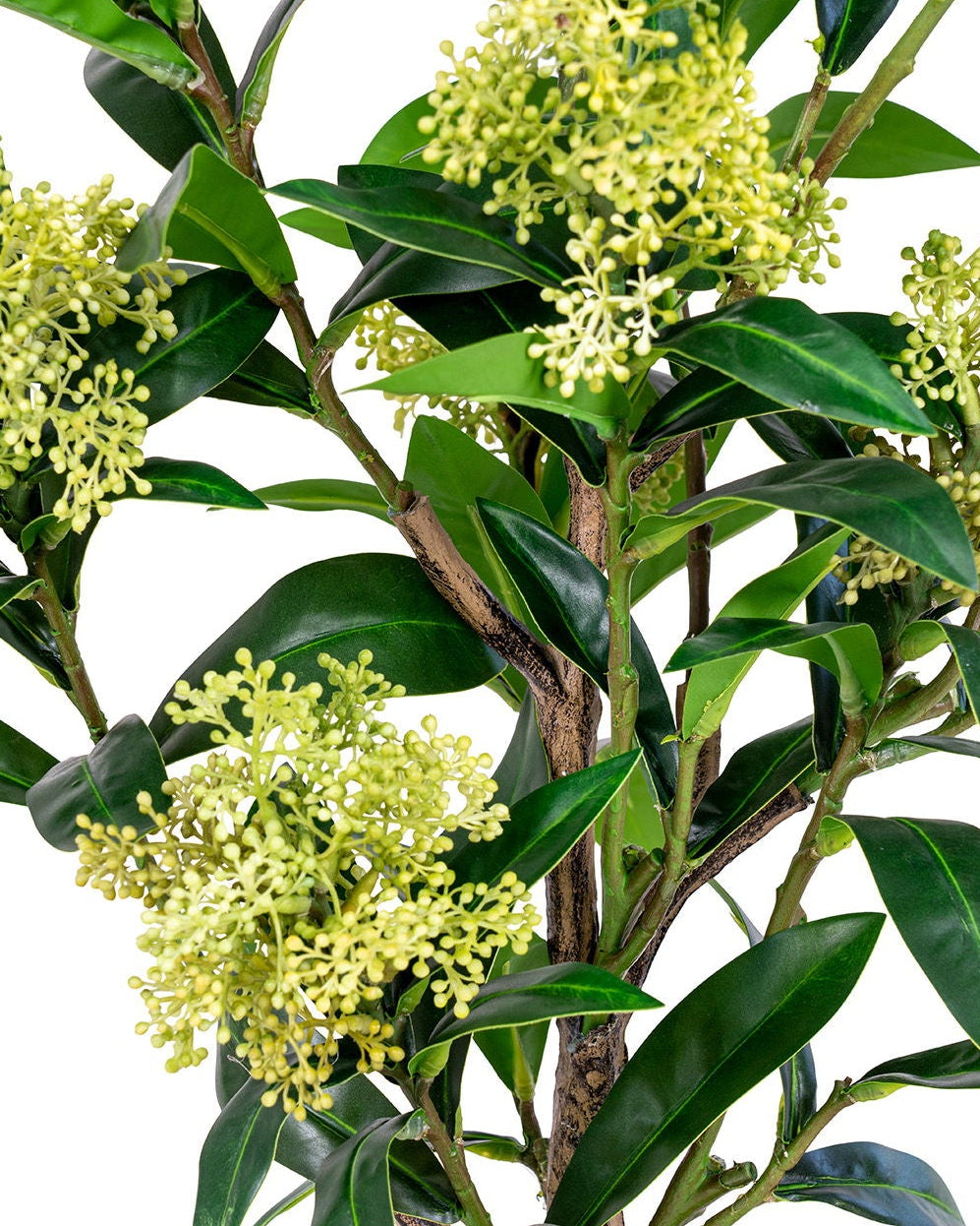 Skim - Albero di Skimmia, 75 cm