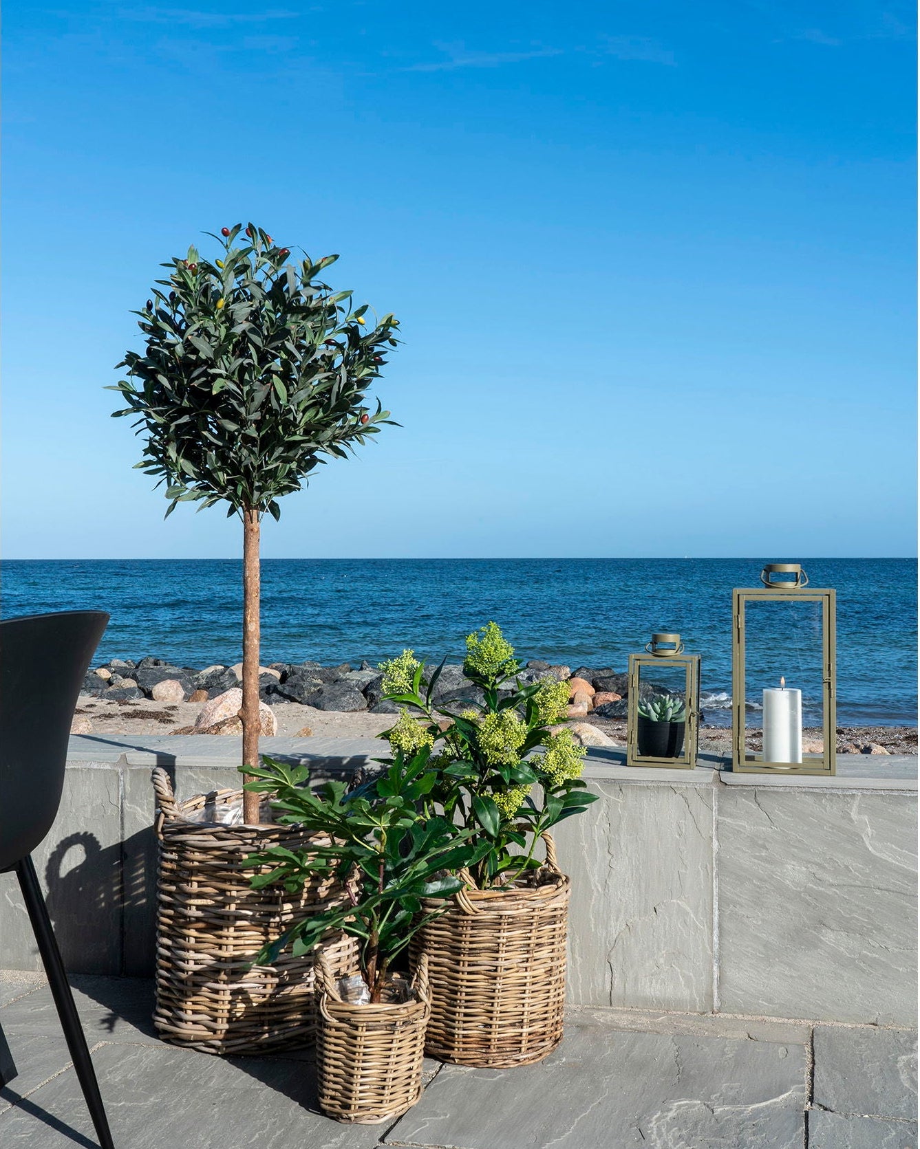 Skim - Albero di Skimmia, 75 cm