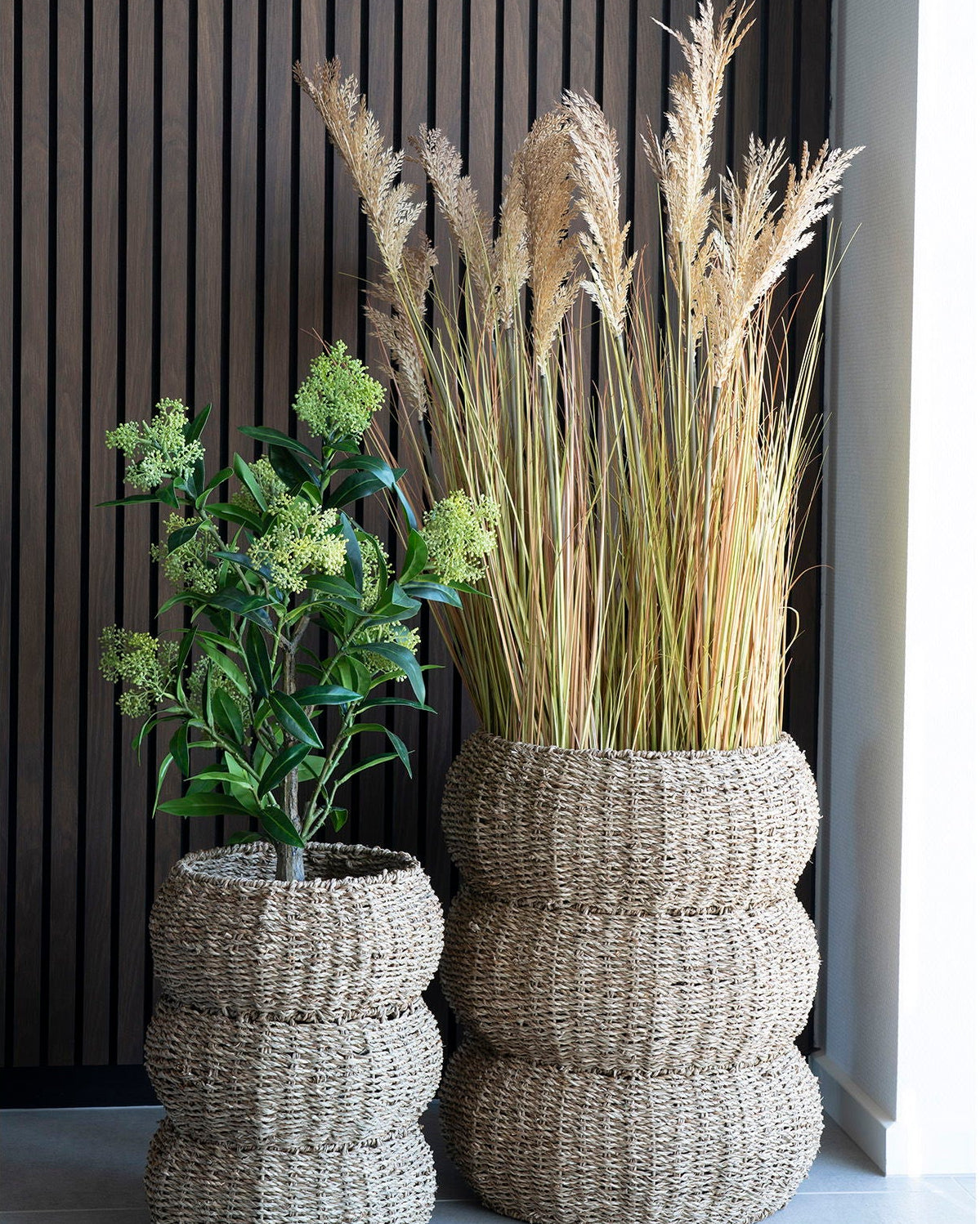 Skim - Albero di Skimmia, 75 cm