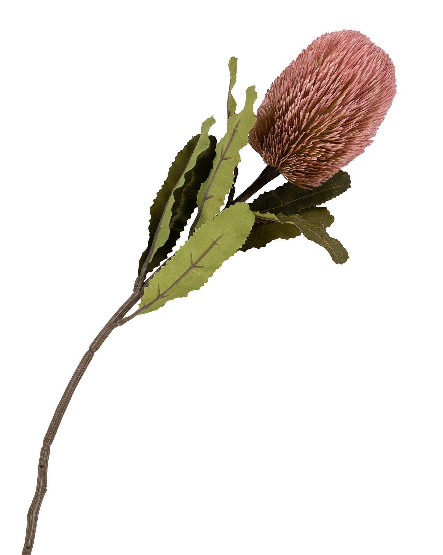 Rea - Bouquet Protea Reale, 74 cm