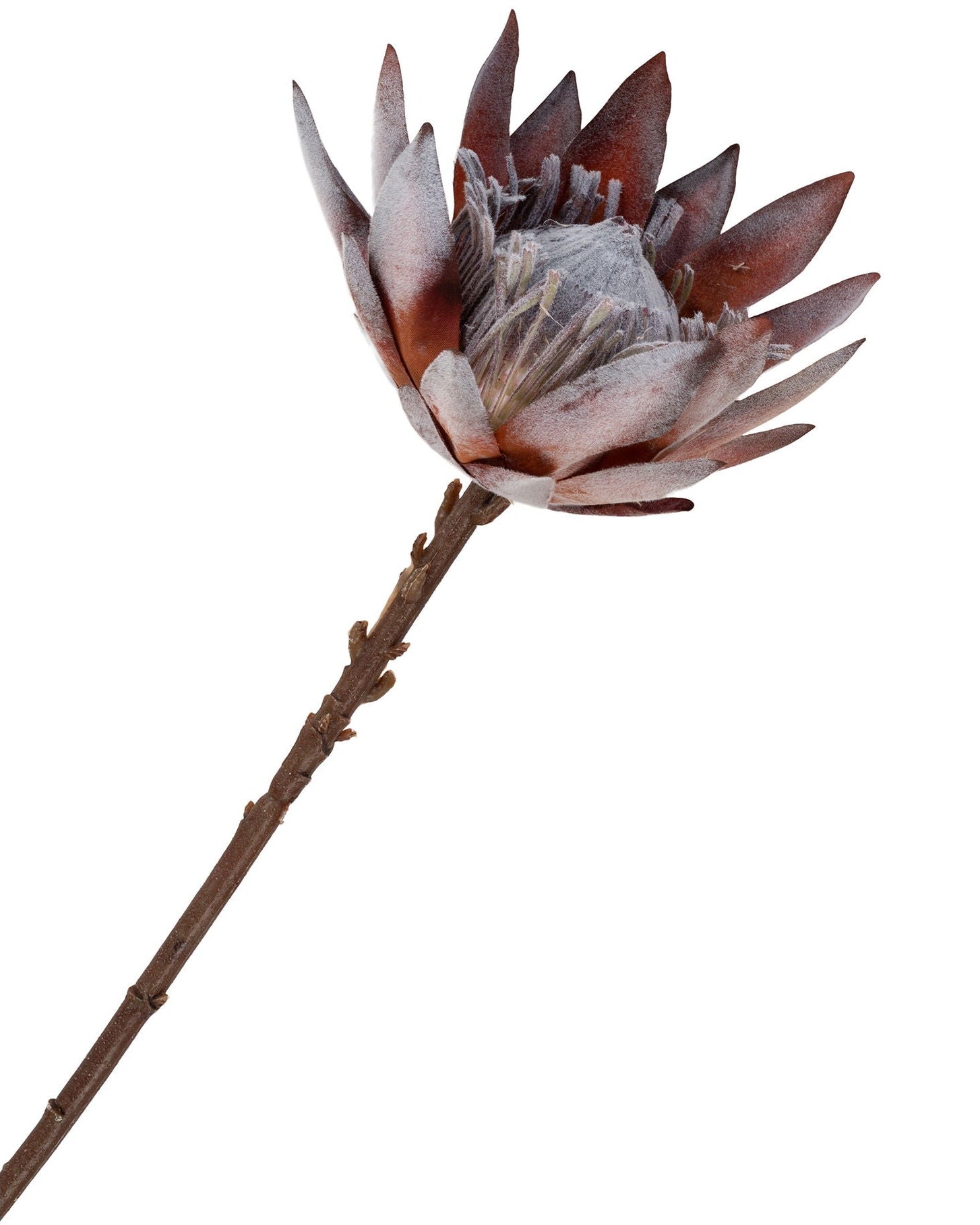 Rea - Bouquet Protea Reale, 74 cm