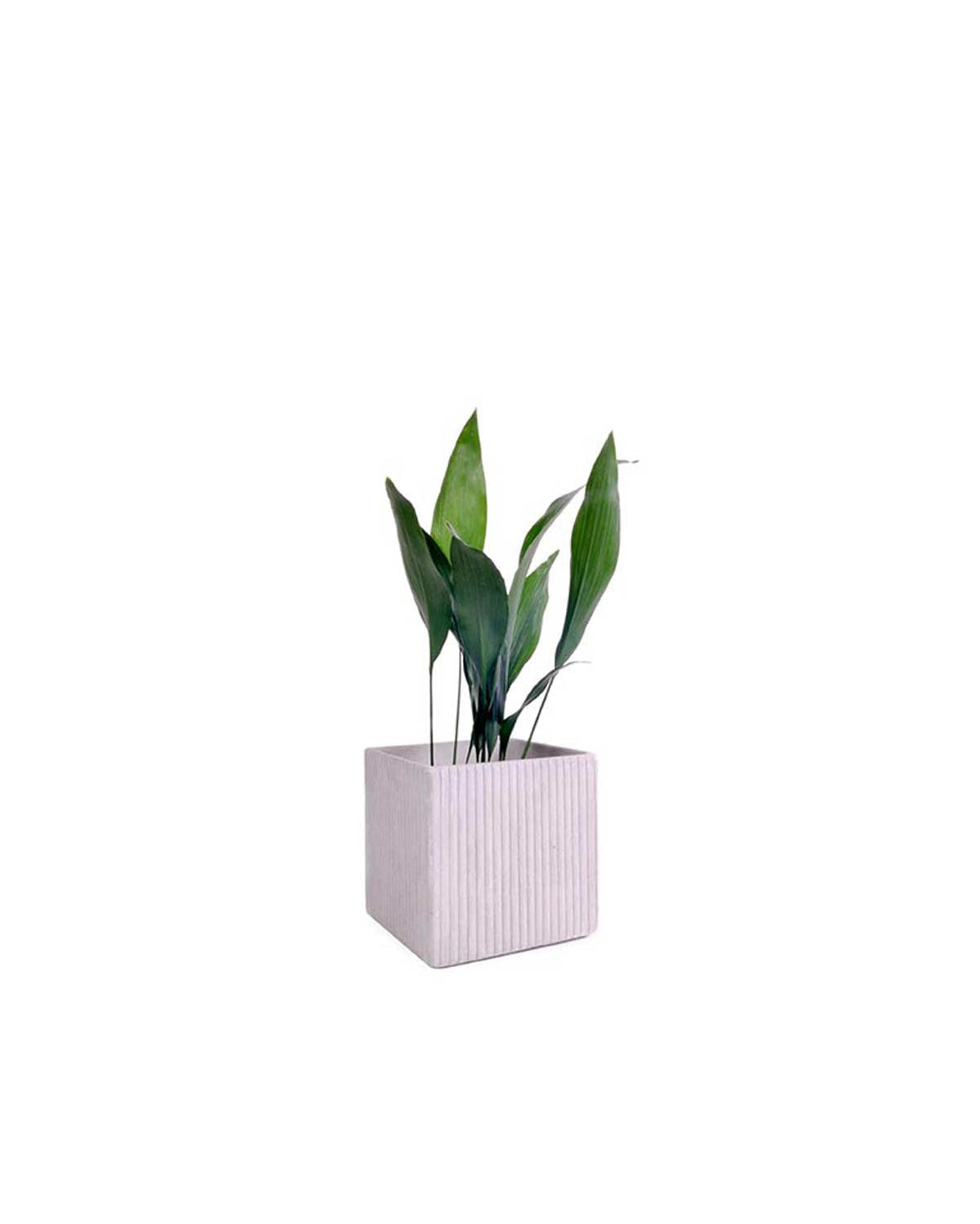 Mon vaso quadrato in cemento - small