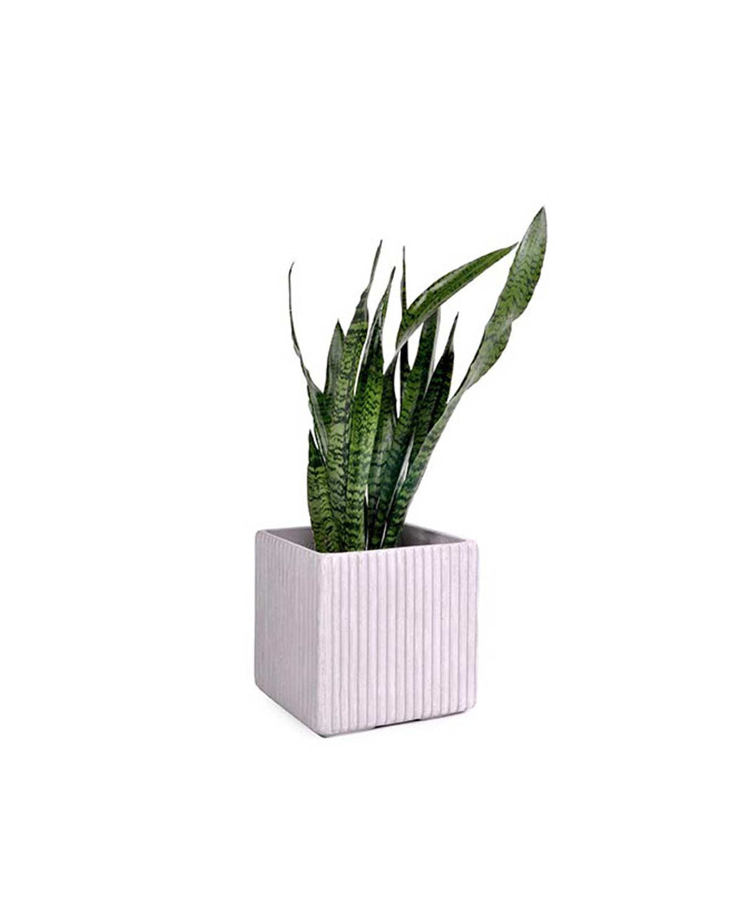 Mon vaso quadrato in cemento - medium