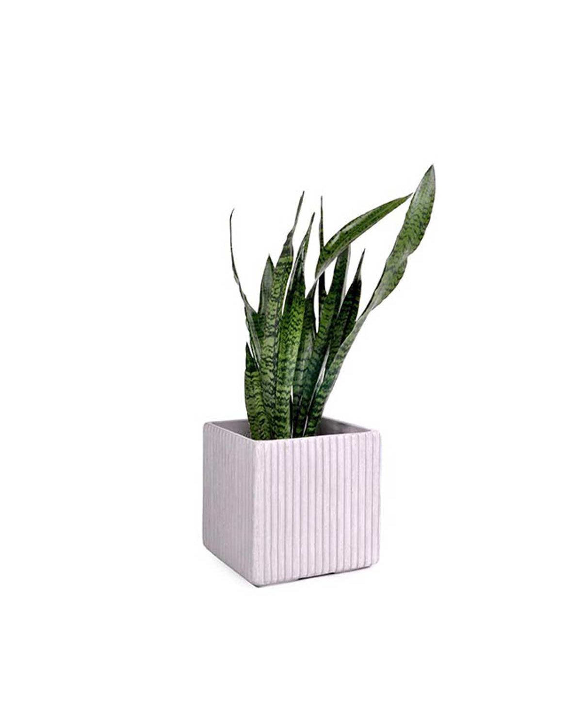 Mon vaso quadrato in cemento - medium