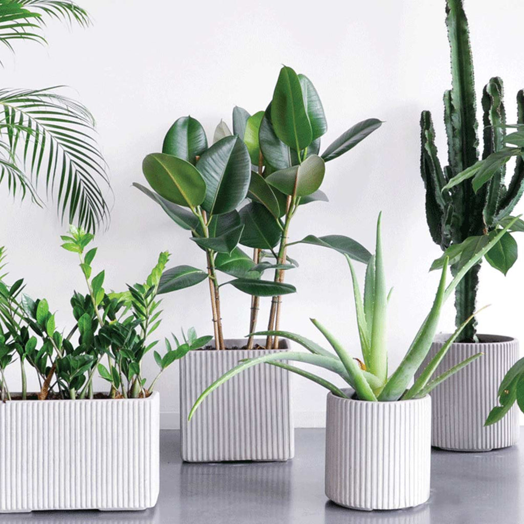 Vasi di cemento di design, moderni ed essenziali.