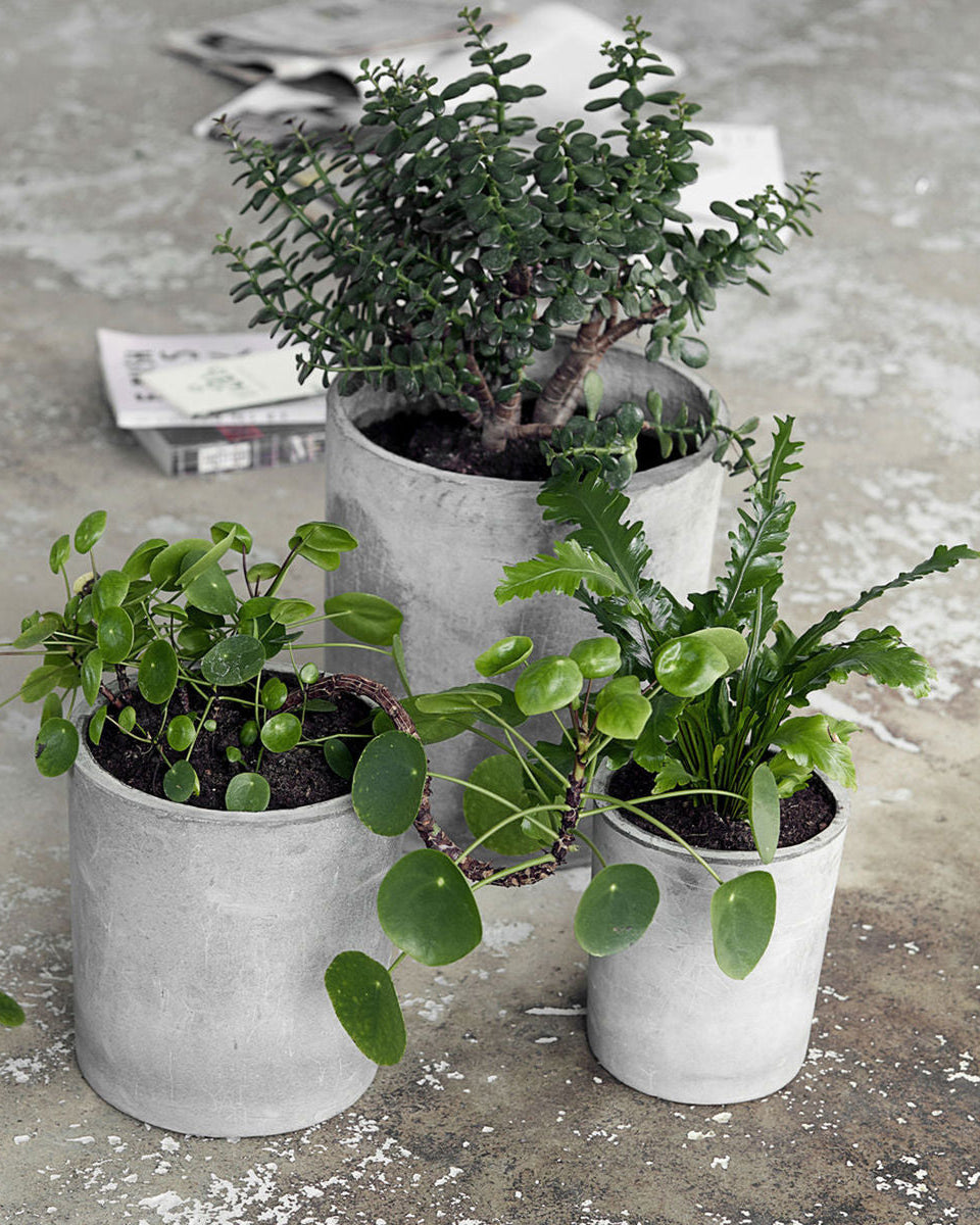 Vasi in cemento per piante