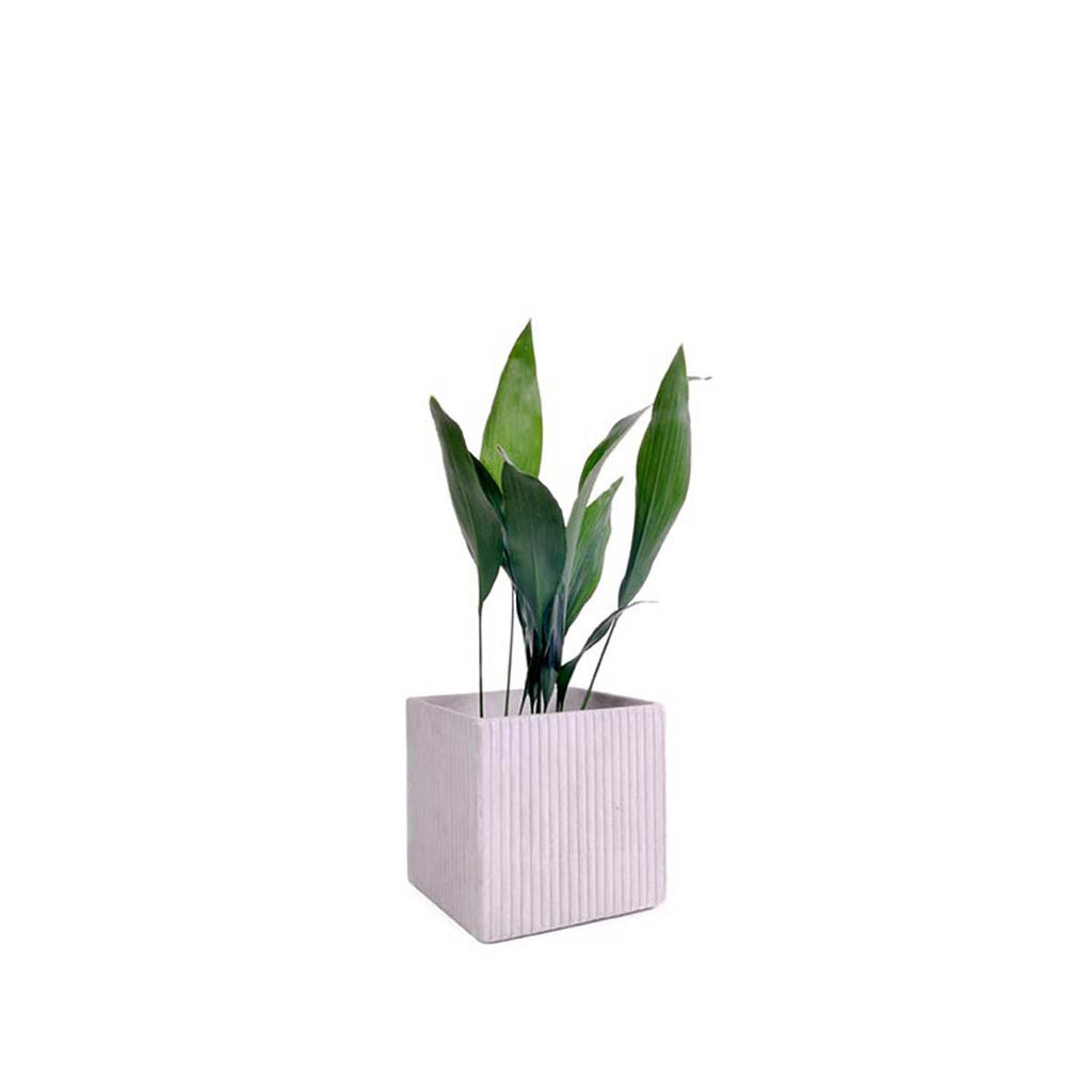 Vaso in cemento moderno di forma quadrata