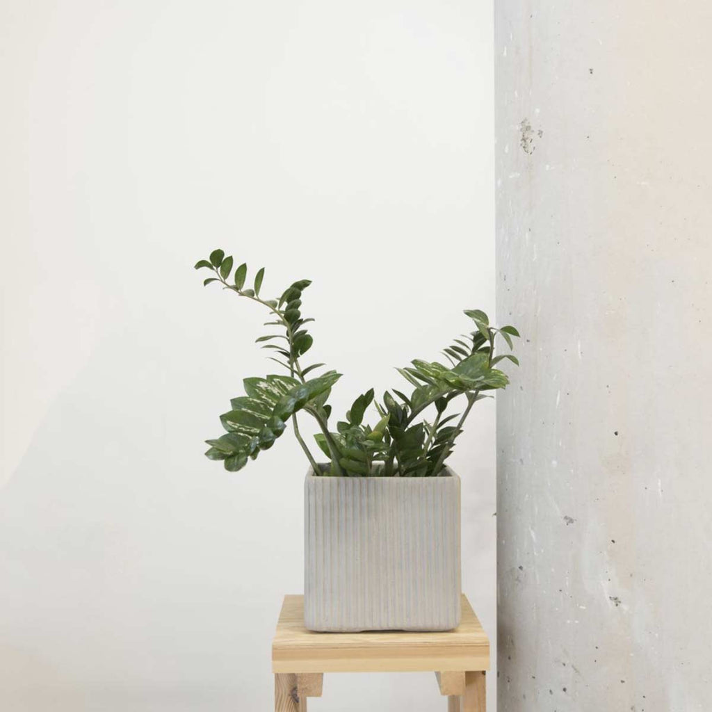 Vaso da esterno in cemento grigio chiaro