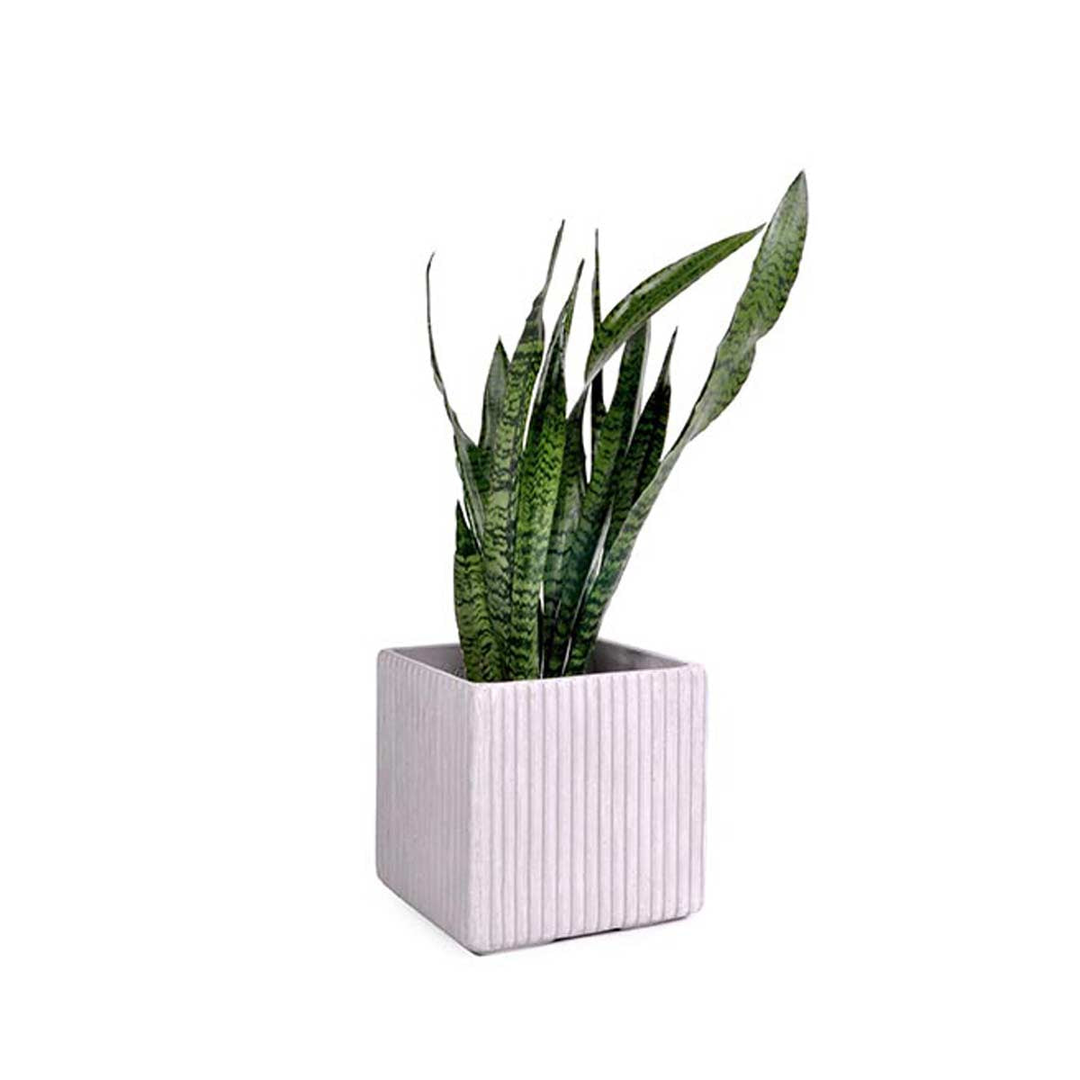 Vaso di cemento quadrato per esterno o interno.