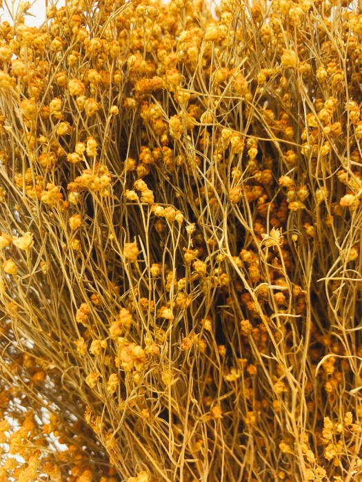 Flores - Broom Bloom gialli essicati