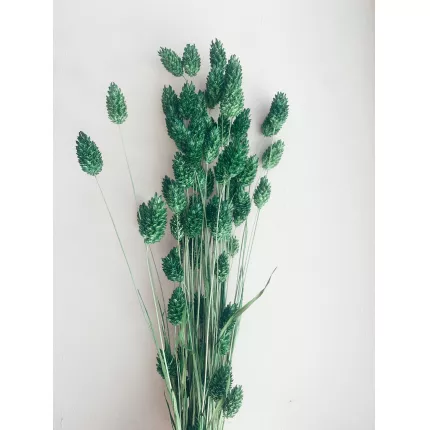 Flores - Mazzo di Phalaris verdi essicati